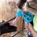 Petting the Calf